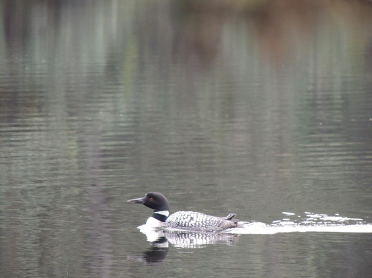 Fort Abercrombie State Historical Park-科迪亚克岛必去景点