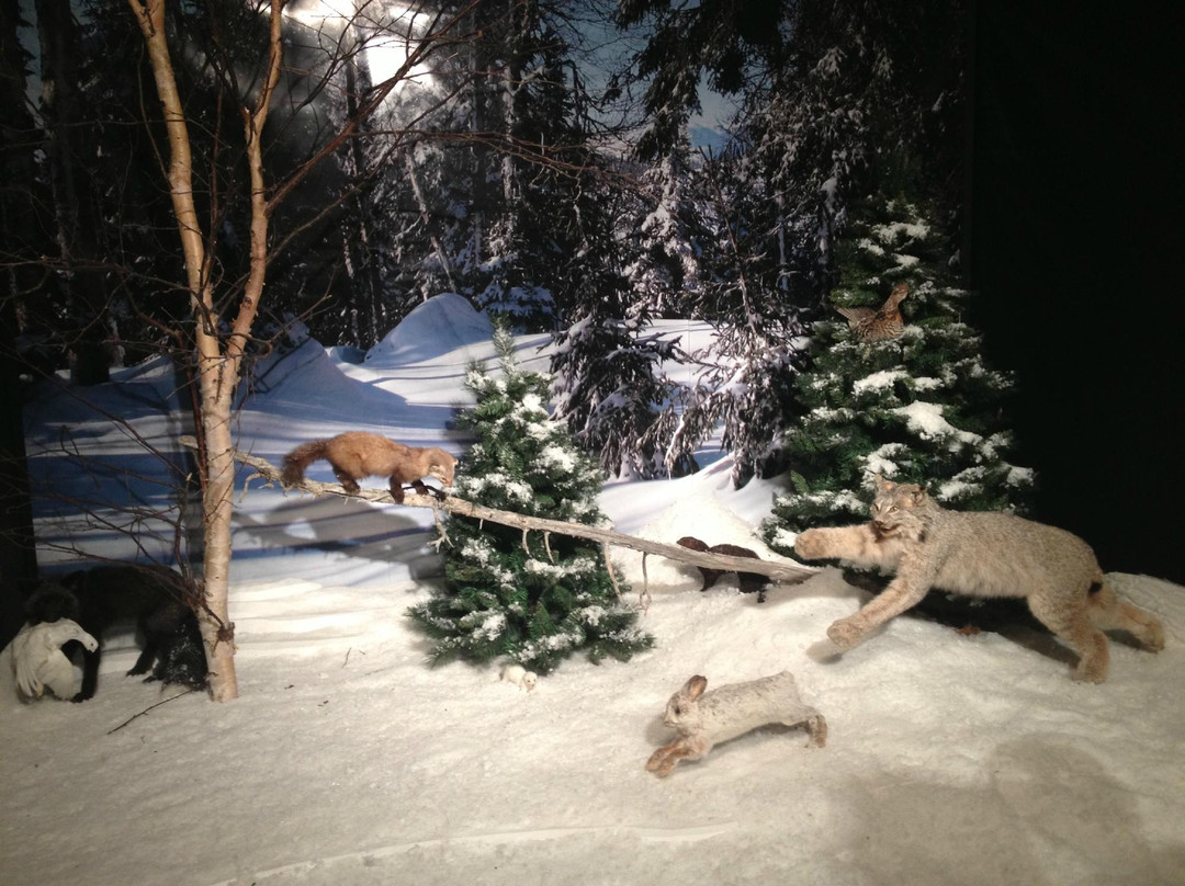 Gros Morne Wildlife Museum-Rocky Harbour必去景点