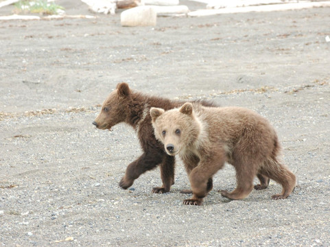 Alaska Wild Bear Adventures-荷马必去景点