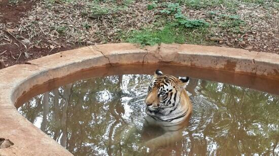 Tiger and Lion Safari, Shimoga景点图片
