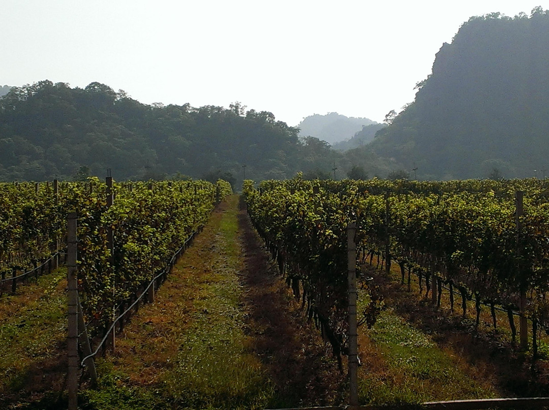 GranMonte Vineyard景点图片