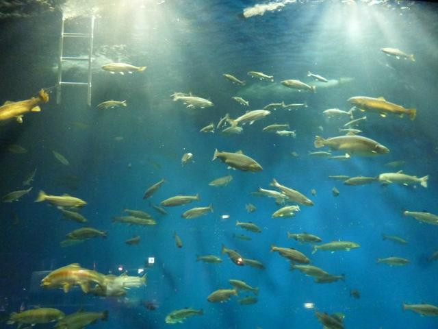 千岁鲑鱼水族馆-千岁市必去景点