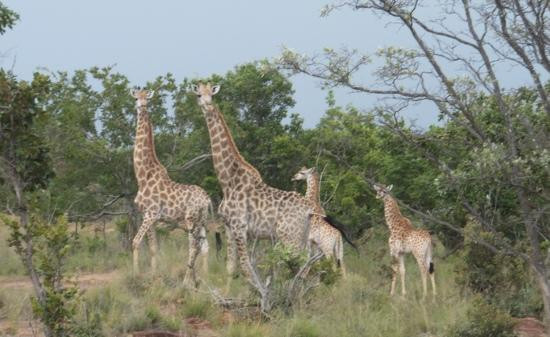 Lindani Lodges