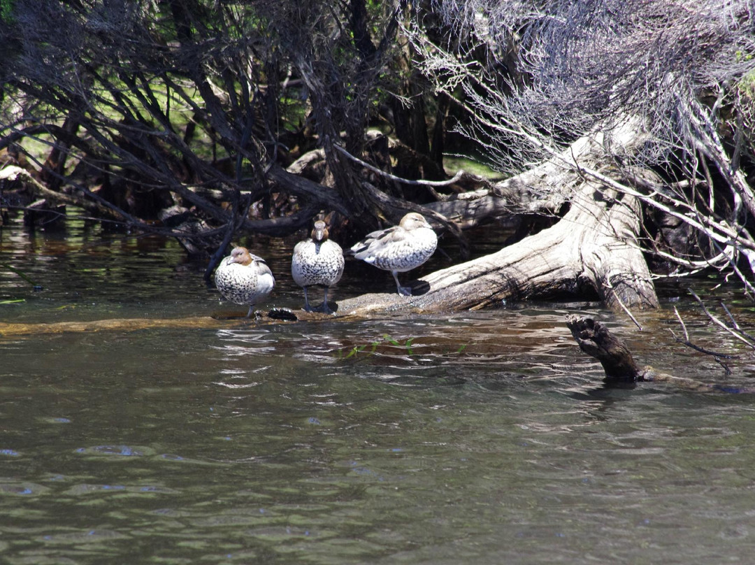 Arthur River Cruises-Arthur River必去景点