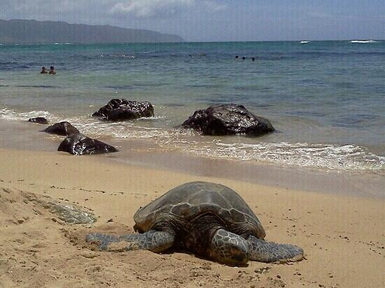 拉尼亚克雅海滩-哈雷瓦必去景点