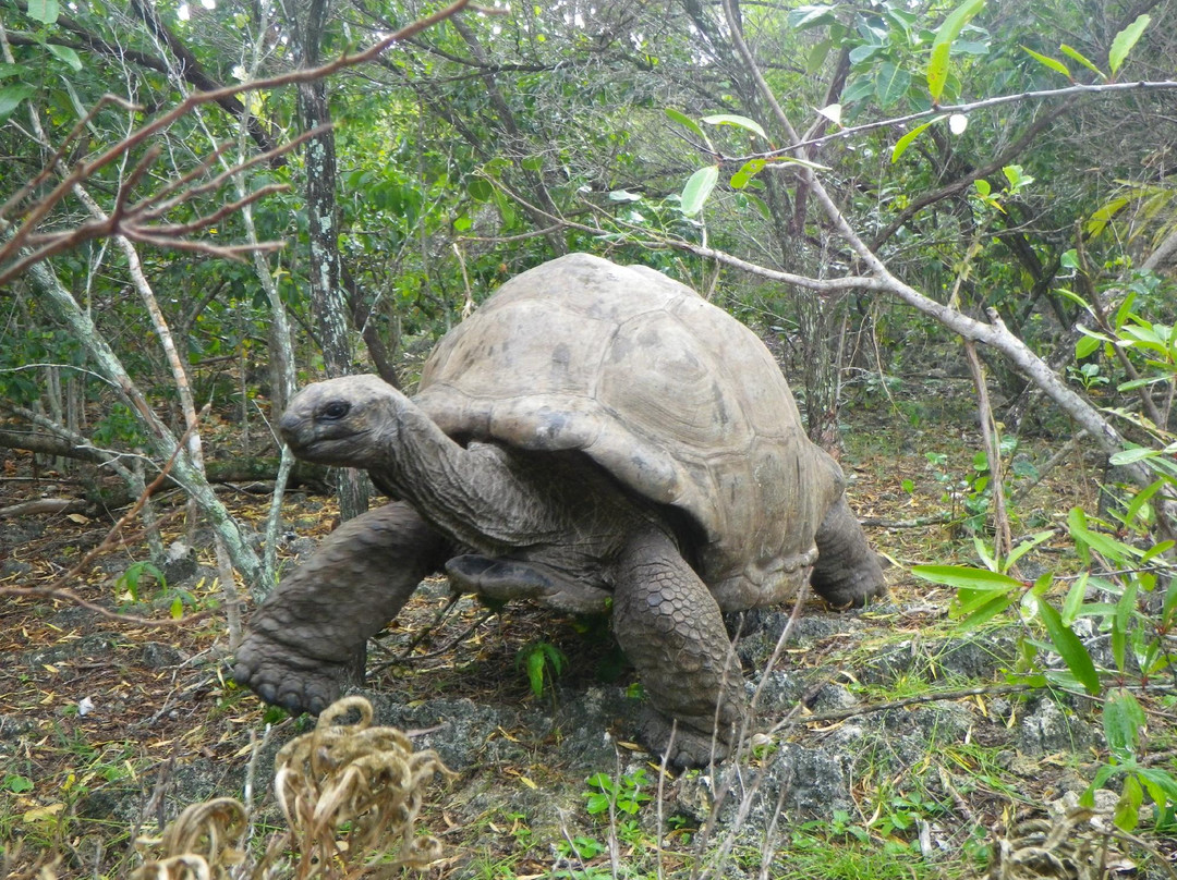 Ile aux Aigrettes Nature Reserve-毛里求斯必去景点