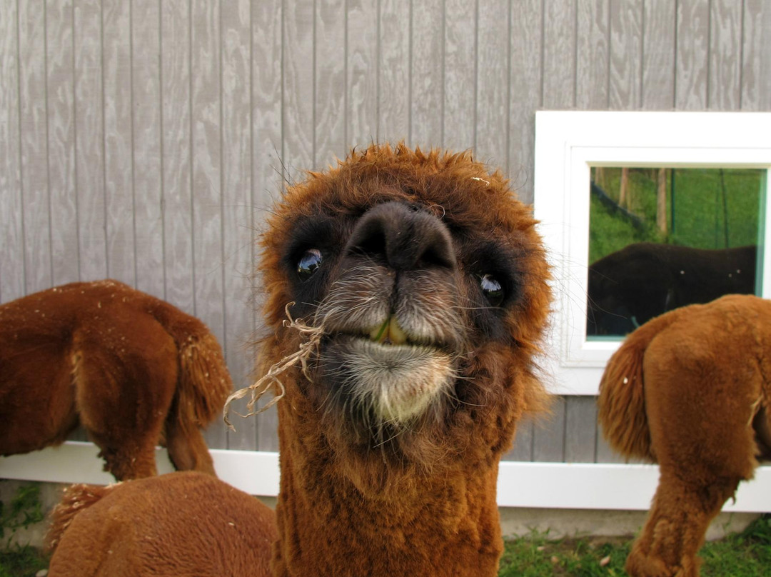 1661 Farm & Garden-新肖勒姆必去景点