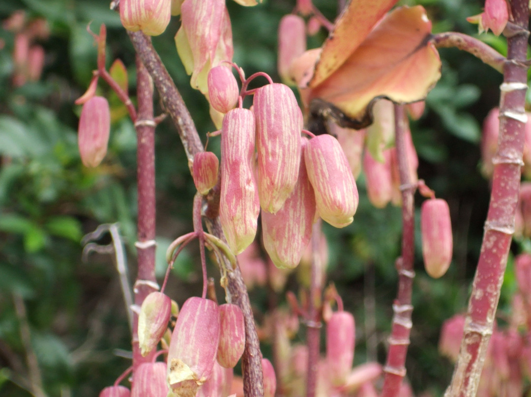 Whale Bay Battery-南安普敦必去景点