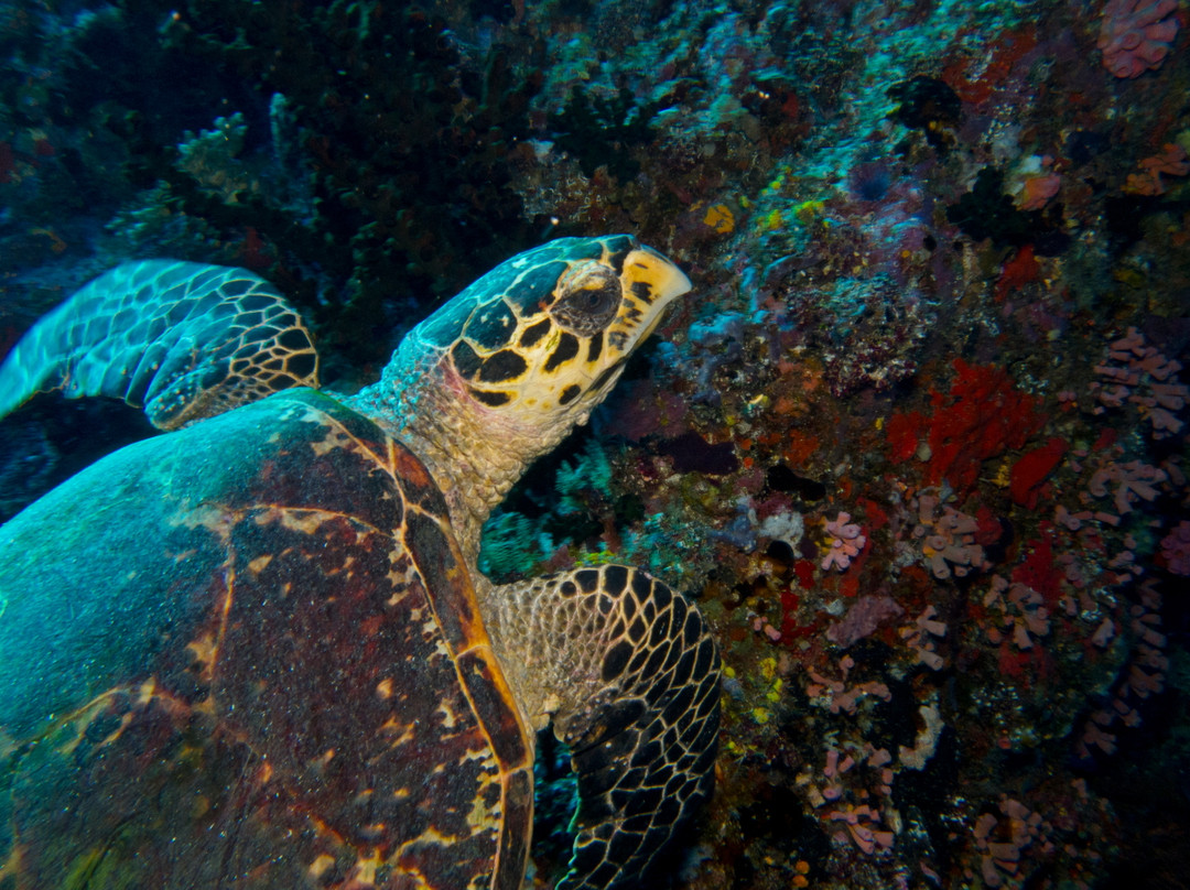 香蕉崖-马累北环礁必去景点