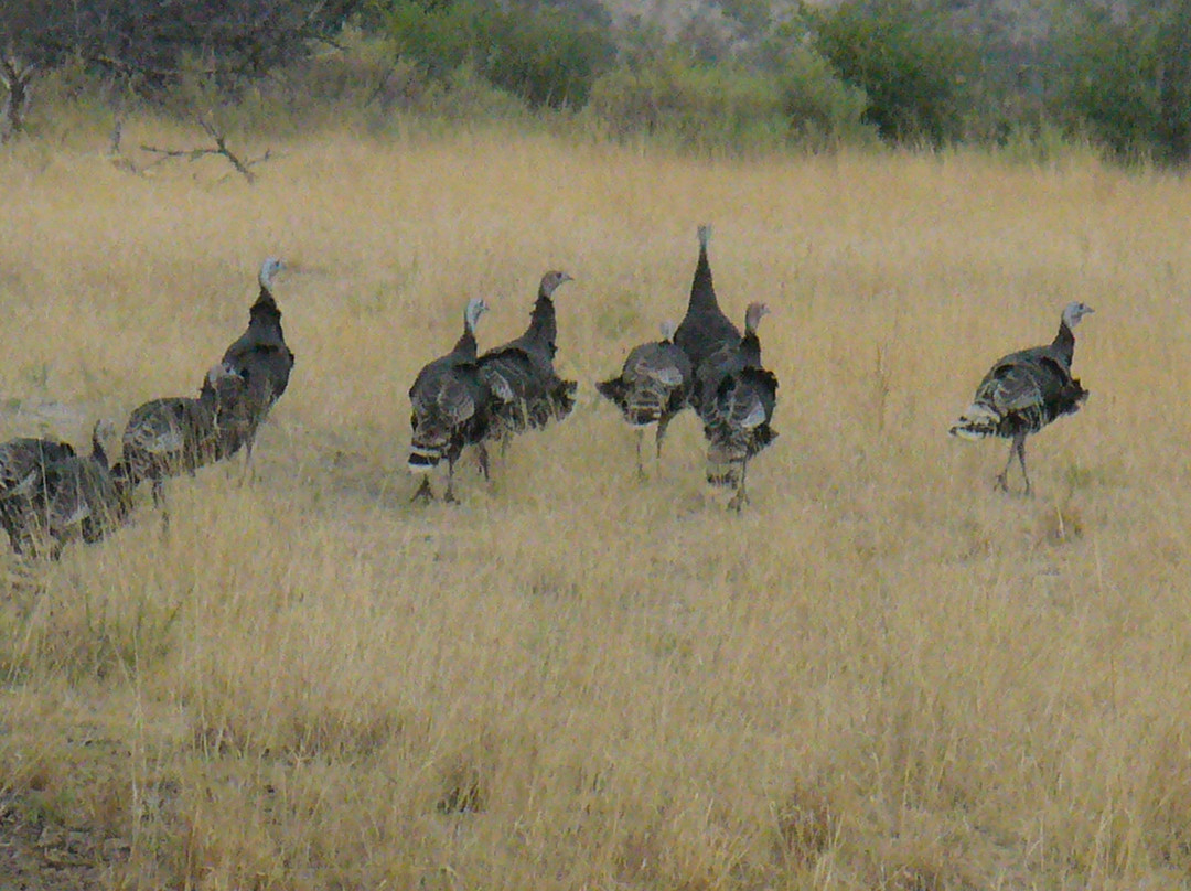 Rattlesnake Springs-卡尔斯巴德洞穴国家公园必去景点