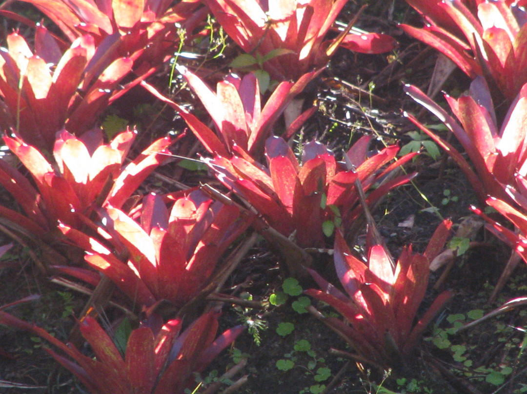 Las Cruces Biological Station and Wilson Botanical Garden景点图片