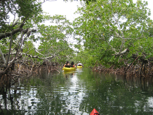 Grand Bahama Nature Tours-弗里波特必去景点