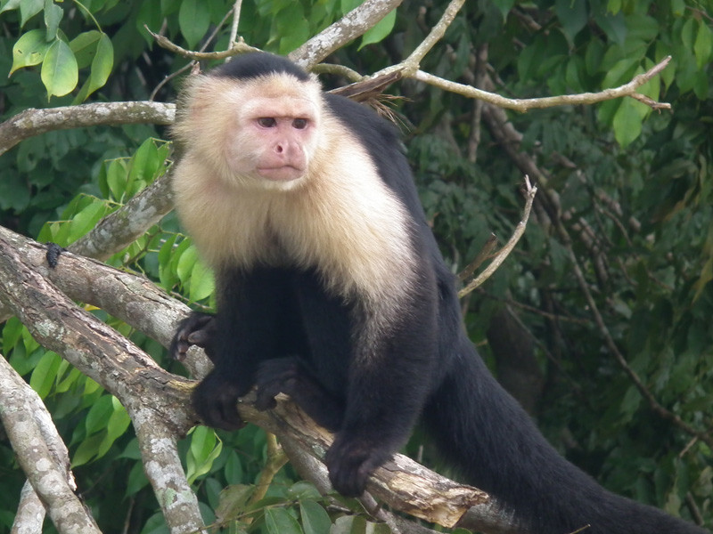 Monkey Island景点图片