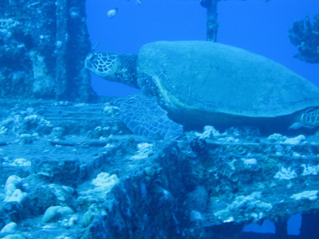 暗礁海盗潜水-火奴鲁鲁必去景点