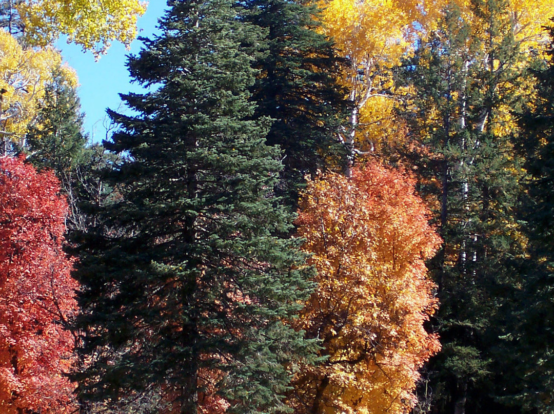 Mogollon Rim-Payson必去景点