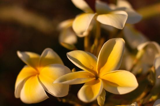 索尔特岛-Salt Cay必去景点