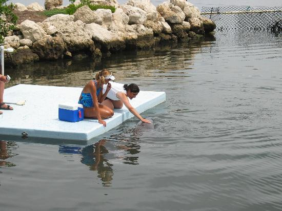 Dolphin Research Center-Grassy Key必去景点