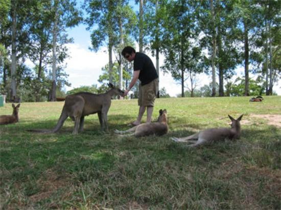 龙柏考拉野生动物园-布里斯班必去景点