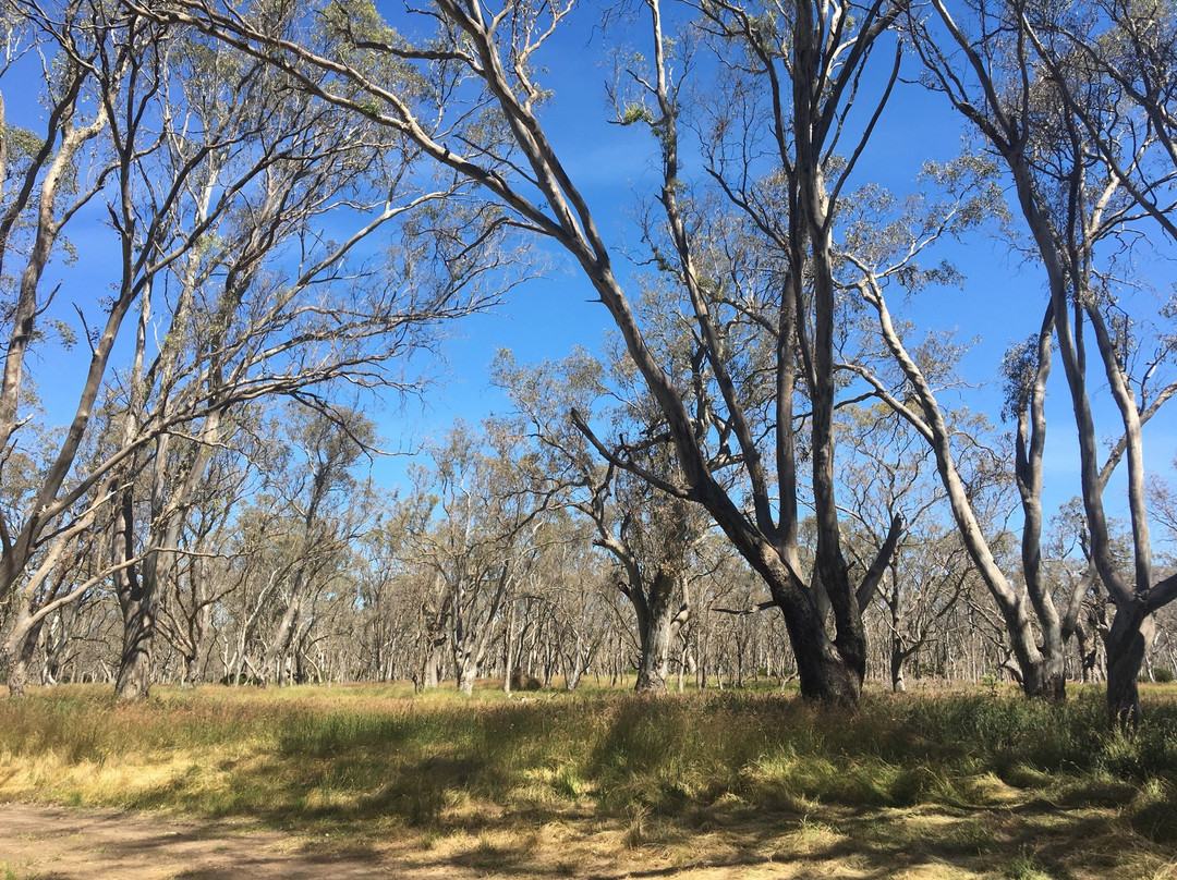 Newlands Nature Walk-Apsley必去景点