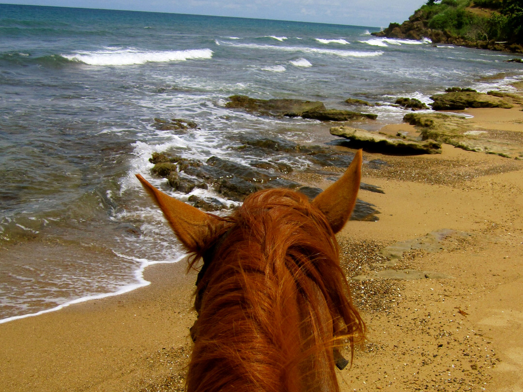 Horseback Rides by Pintos R Us-吕康必去景点