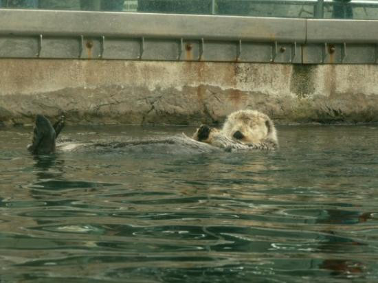 温哥华水族馆-温哥华必去景点