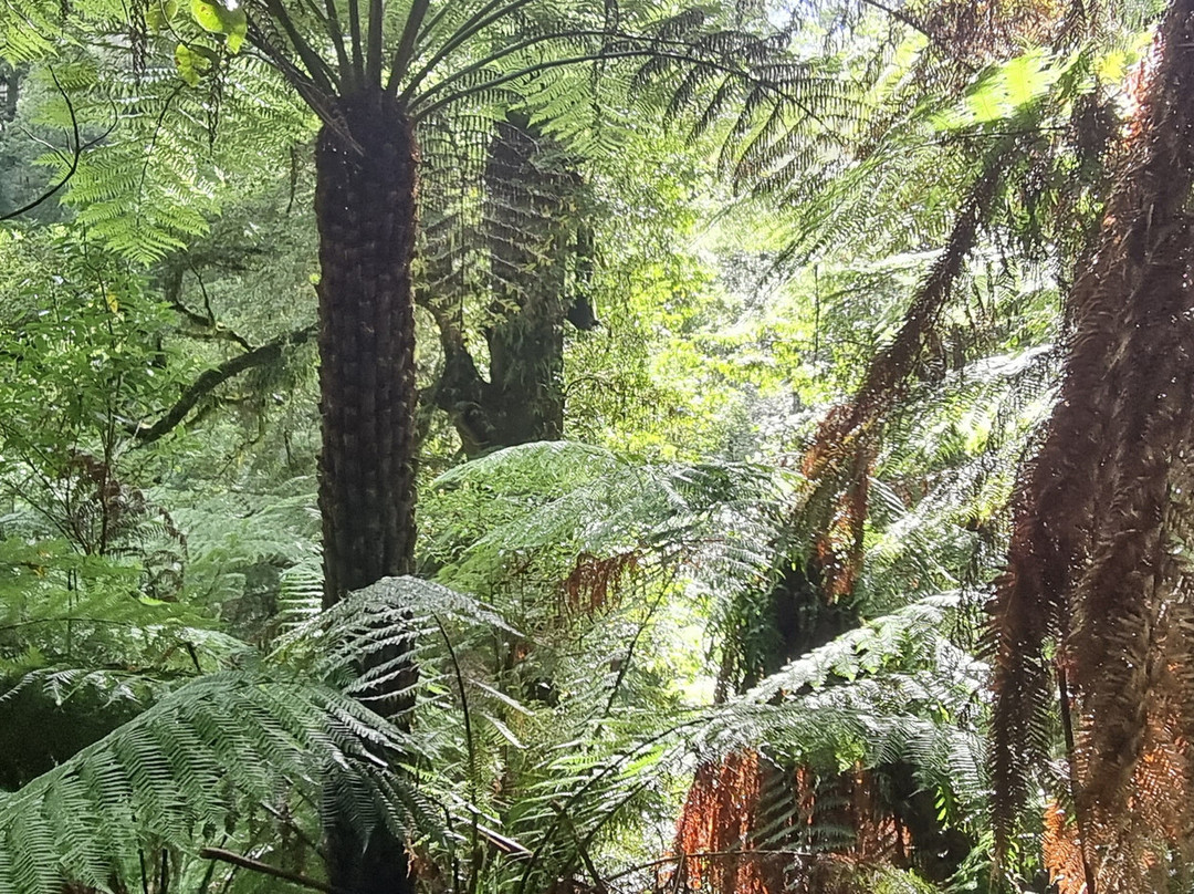 Tarra Bulga National Park景点图片