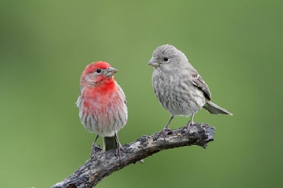 Quiet Hill Ranch - Fredericksburg主图