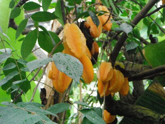 蒙特利尔植物园-蒙特利尔必去景点