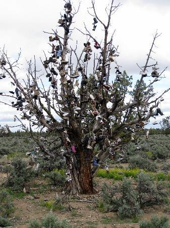Shoe Tree-Alfalfa必去景点