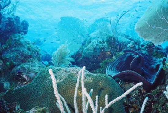 Bloody Bay Wall-Little Cayman必去景点