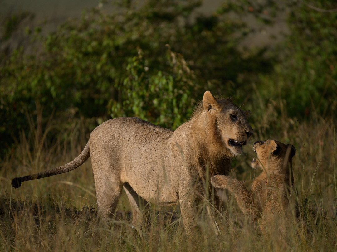 Steenbok Safaris and Car Hire-内罗毕必去景点