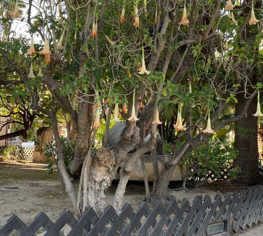 Hotel Toboso Almunecar主图