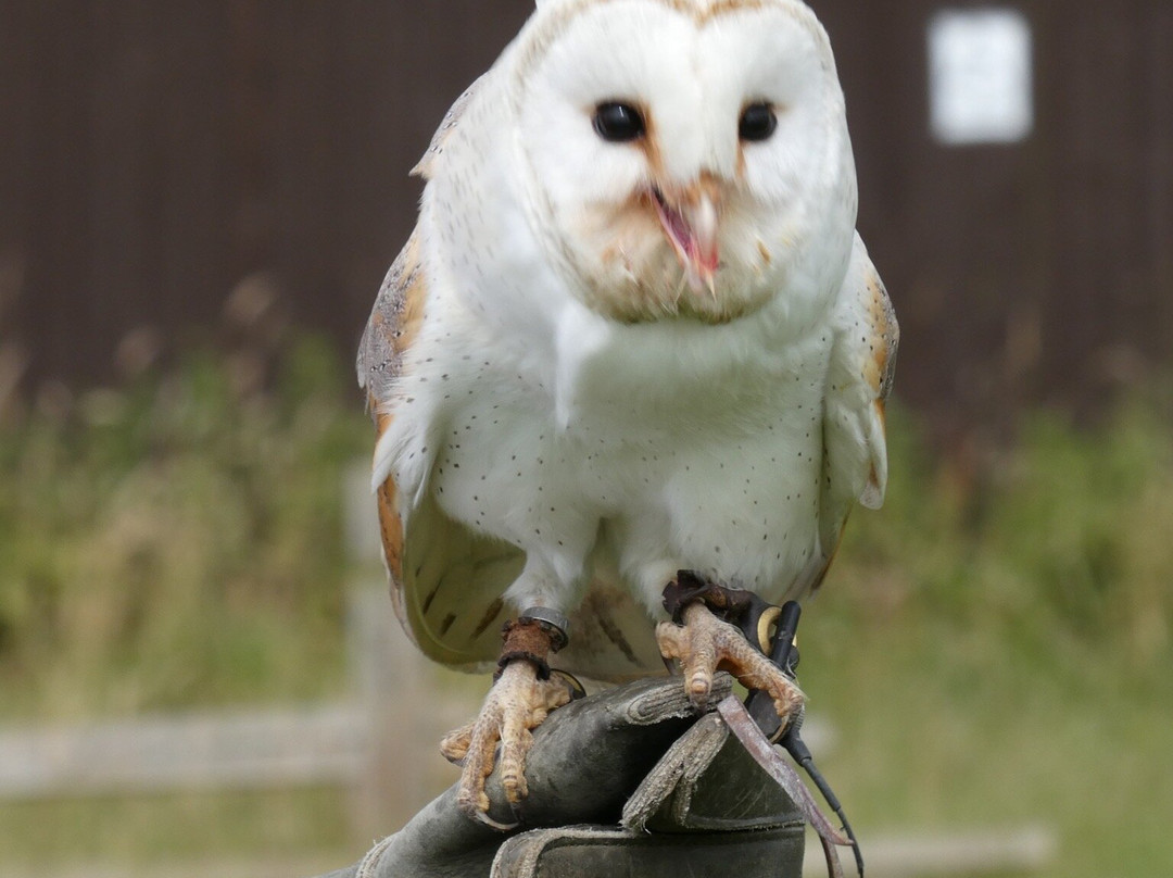 UK Owl And Raptor Centre景点图片