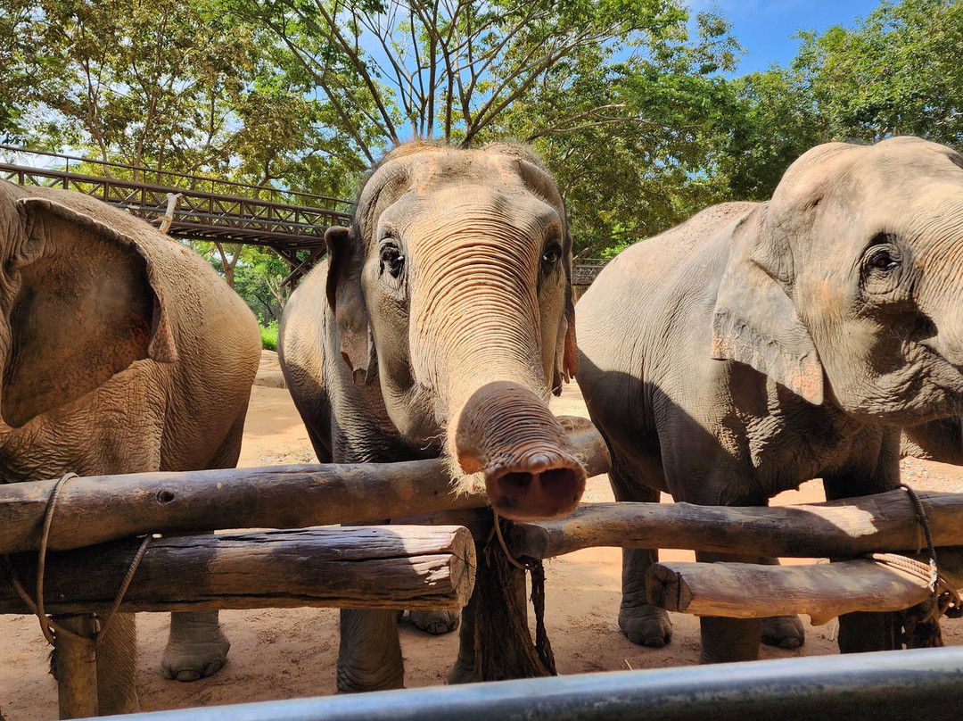 Samui Elephant Kingdom景点图片
