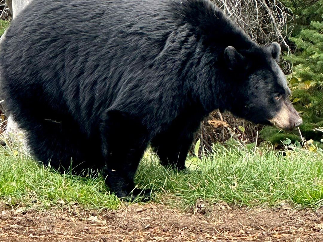 Cracker Lake Hike-冰河国家公园必去景点