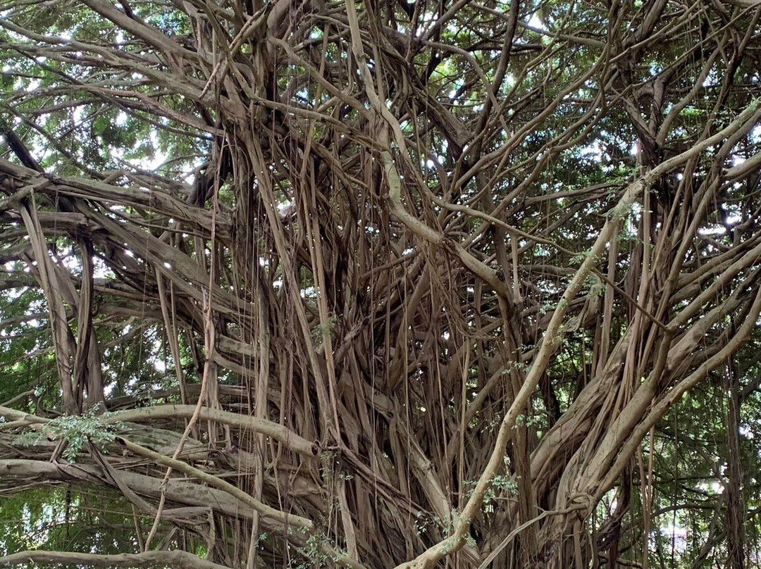 瓦伊鲁库河州立公园-希洛必去景点