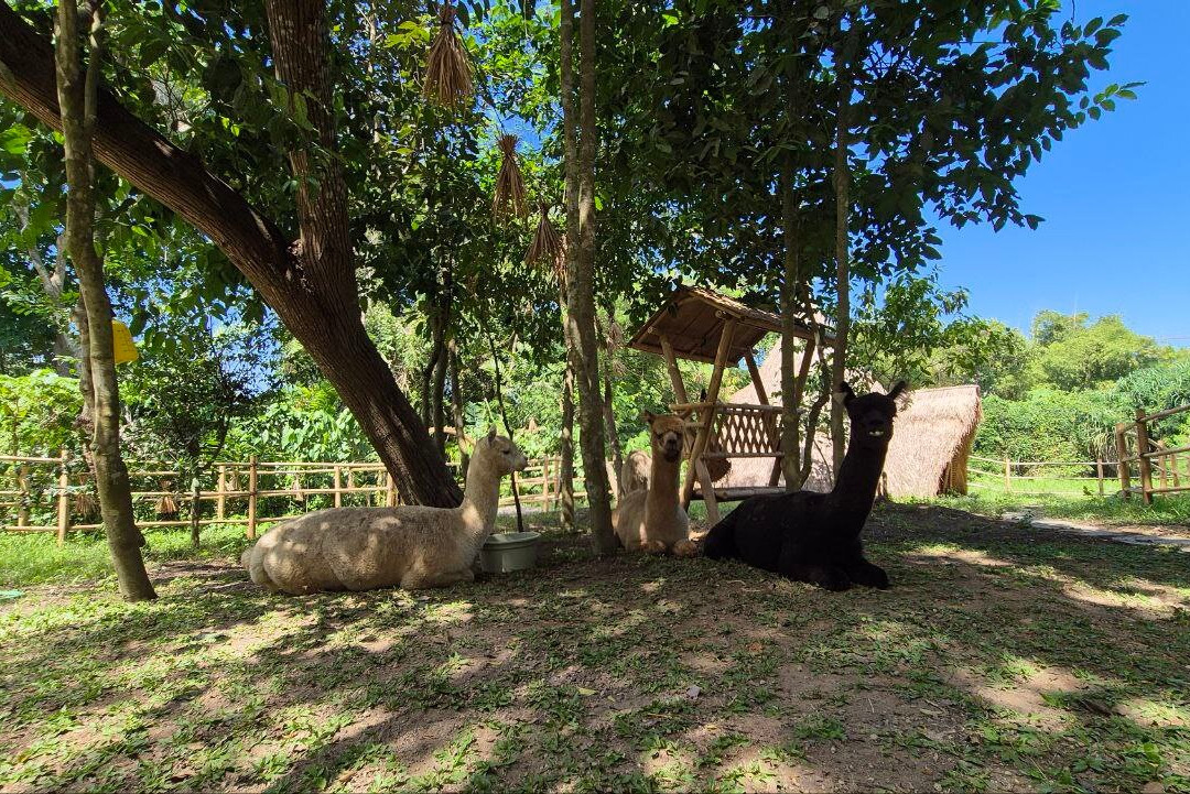 Pacha Alpaca-Beraban必去景点