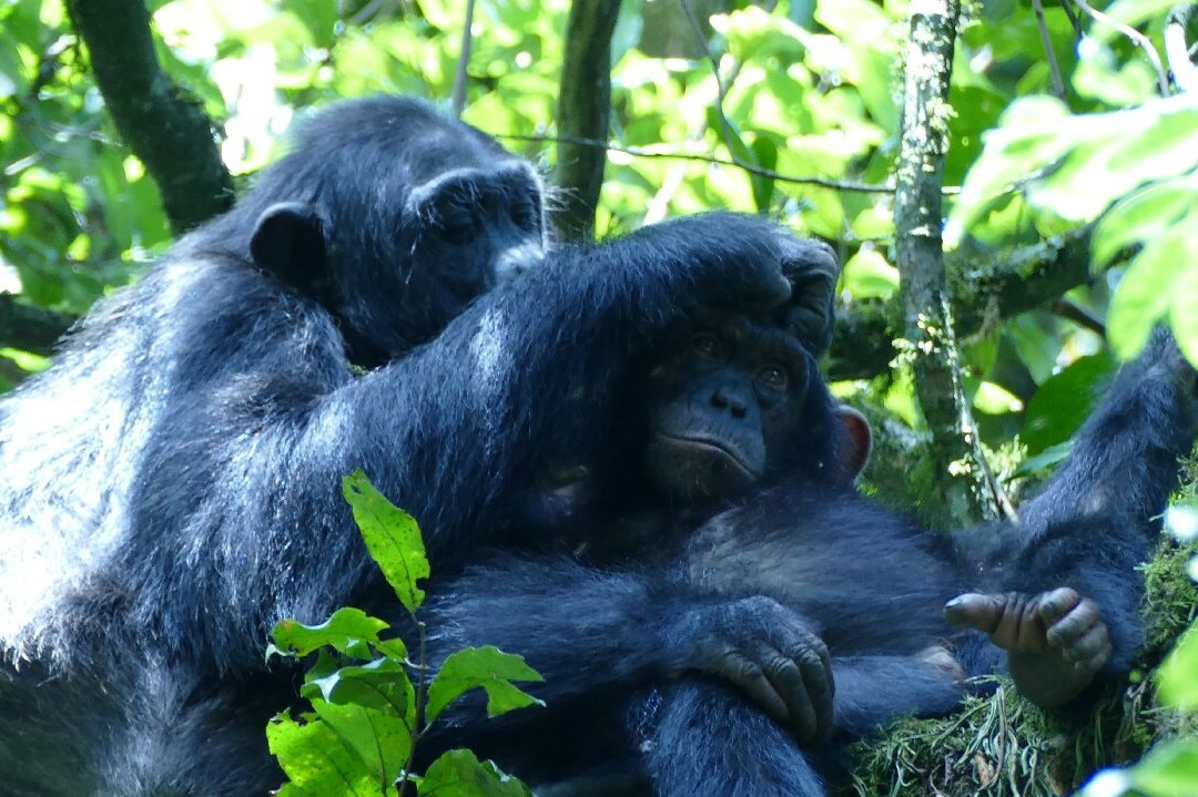 Kalinzu Central Forest Reserve-Bushenyi必去景点