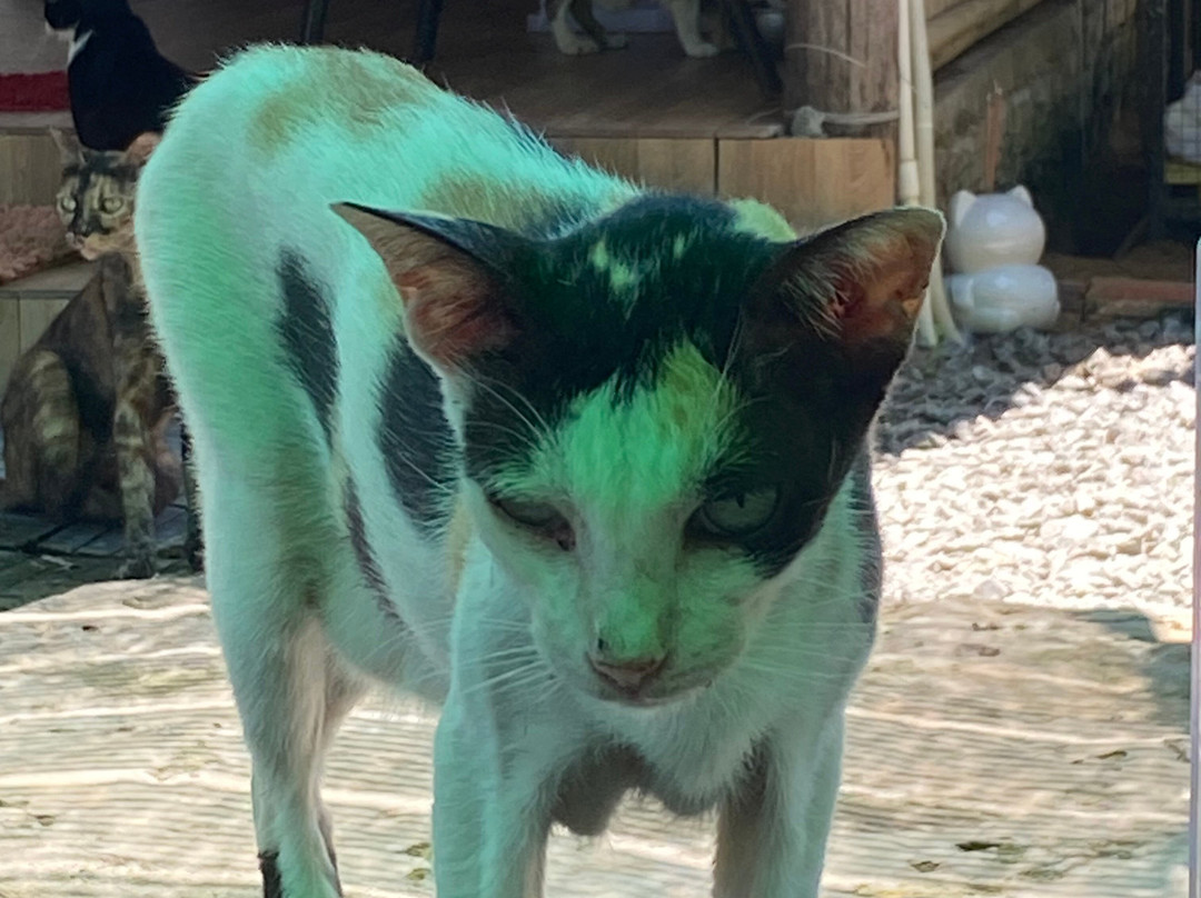 Jack's Cat Cafe景点图片
