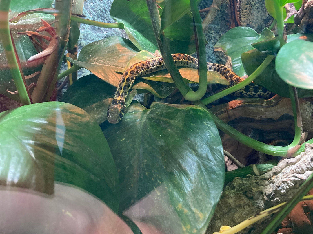 Isle of Wight Reptilarium-雅茅斯必去景点