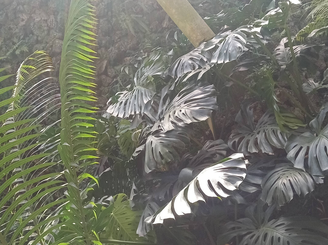 Jardim Botanico景点图片
