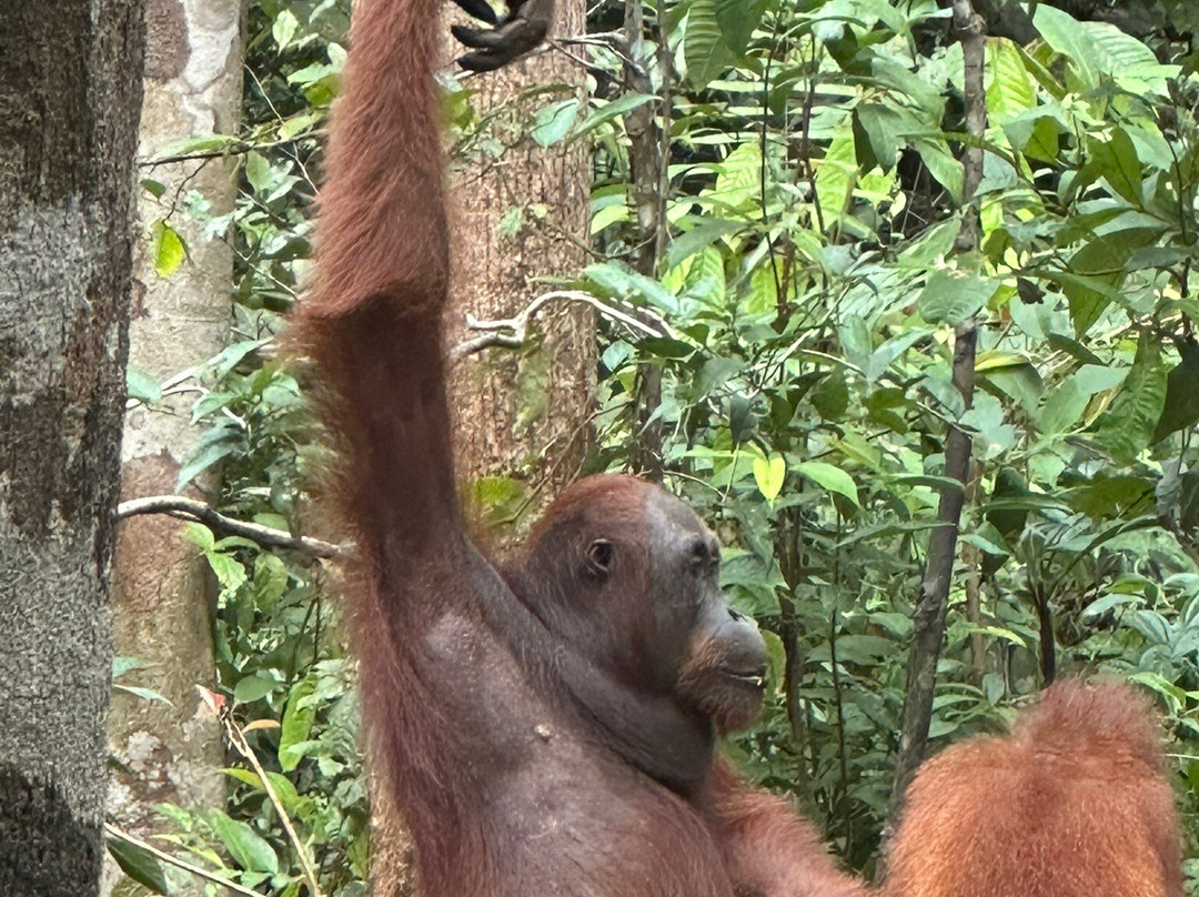 Tanjung Puting National Park-Pangkalan Bun必去景点