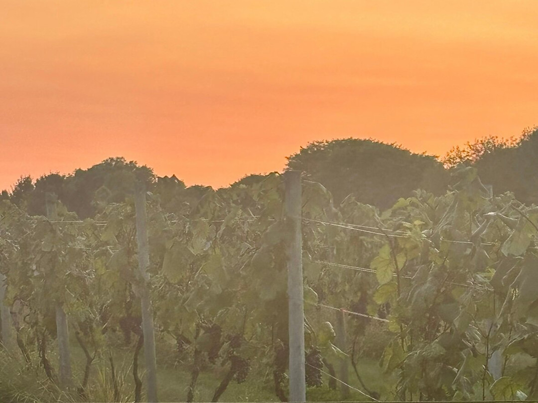 Crossing Vineyards and Winery景点图片