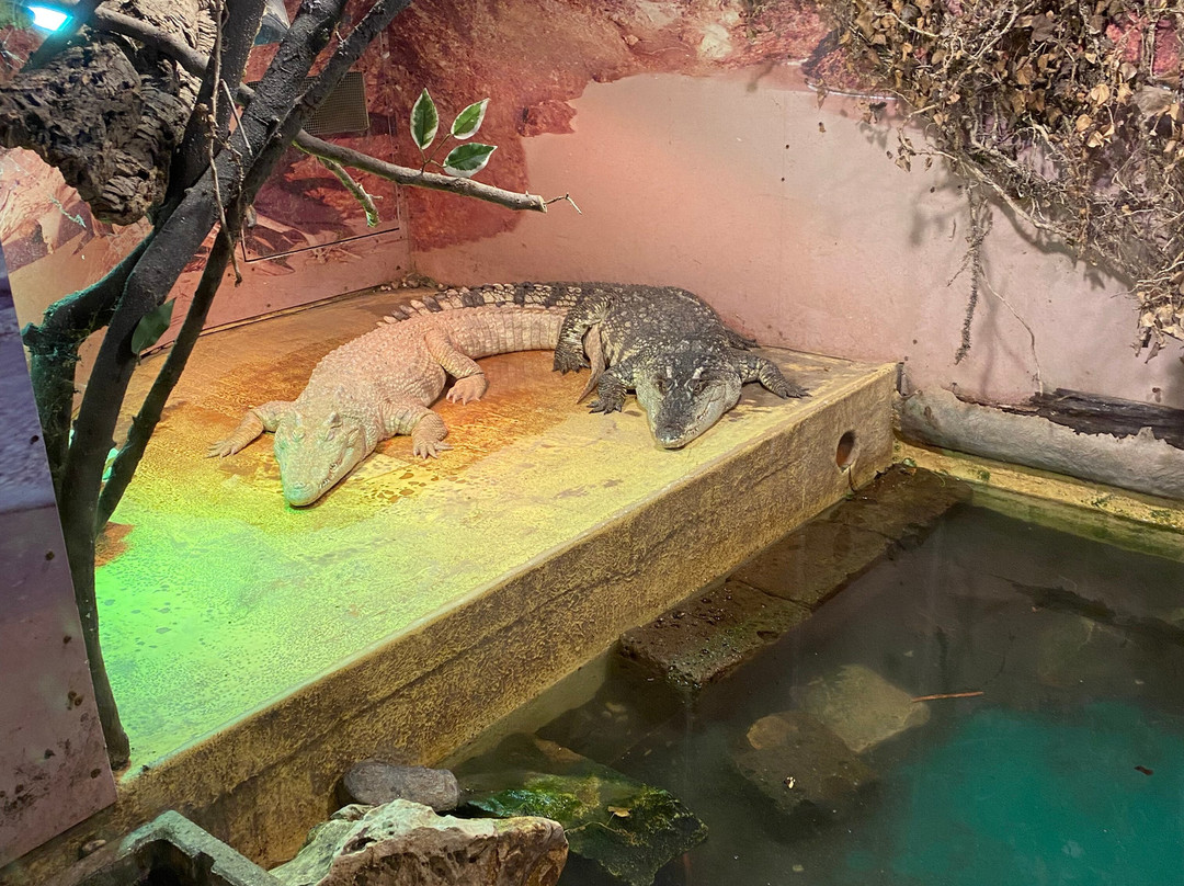Lido di Jesolo Sea Life Aquarium-耶索洛必去景点