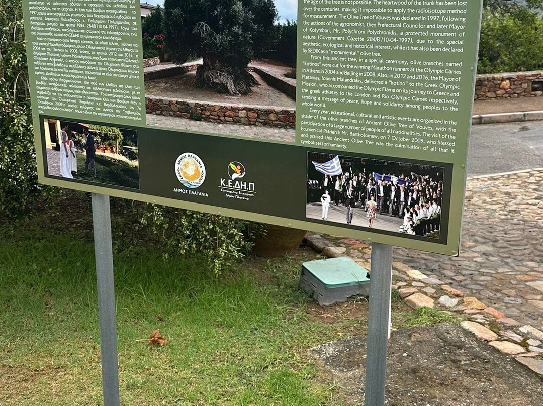 The Monumental Olive Tree of Vouves-Vouves必去景点
