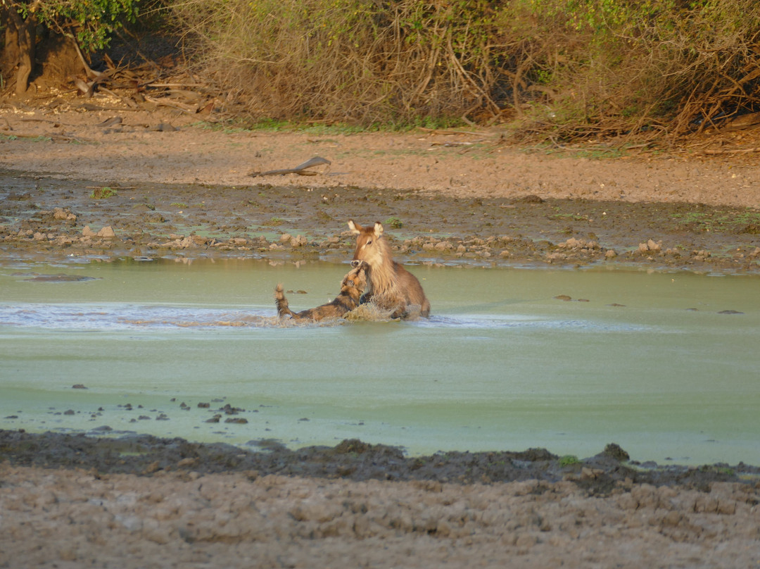 Parque Nacional Da Gorongosa景点图片