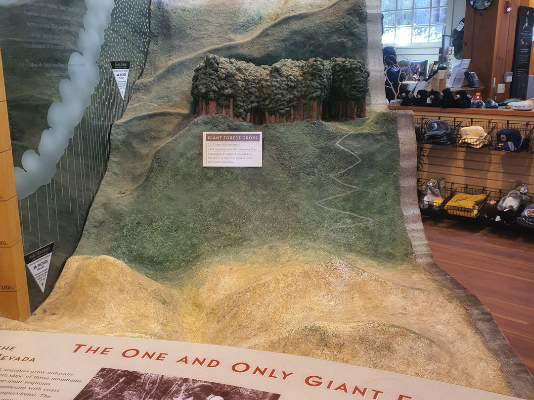 Giant Forest Museum-红杉&国王峡谷国家公园必去景点