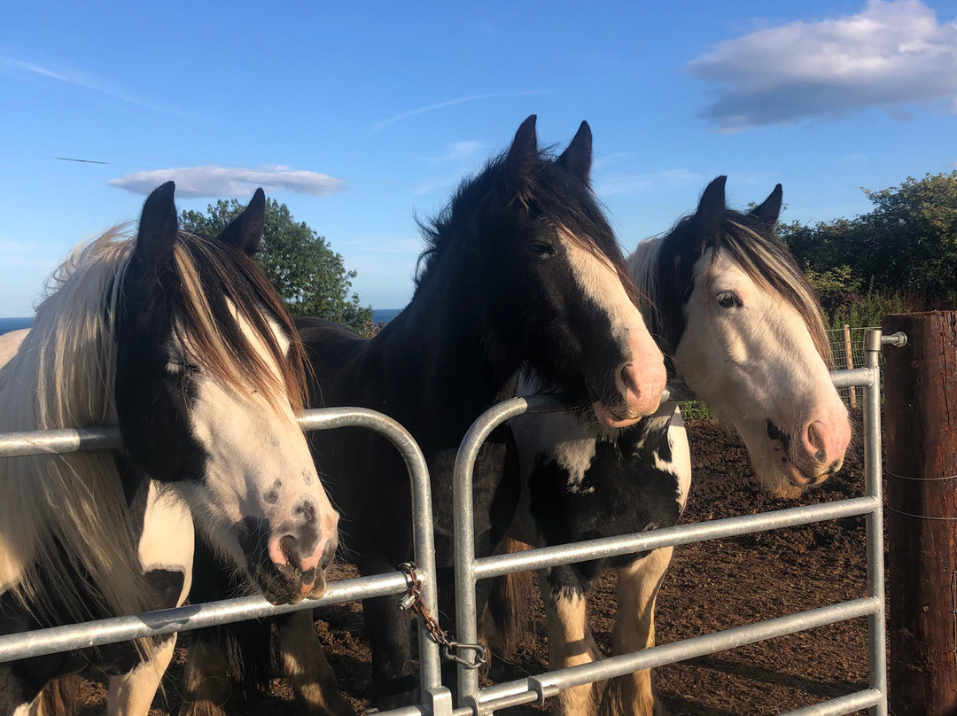 Bergin Equine-Wicklow必去景点