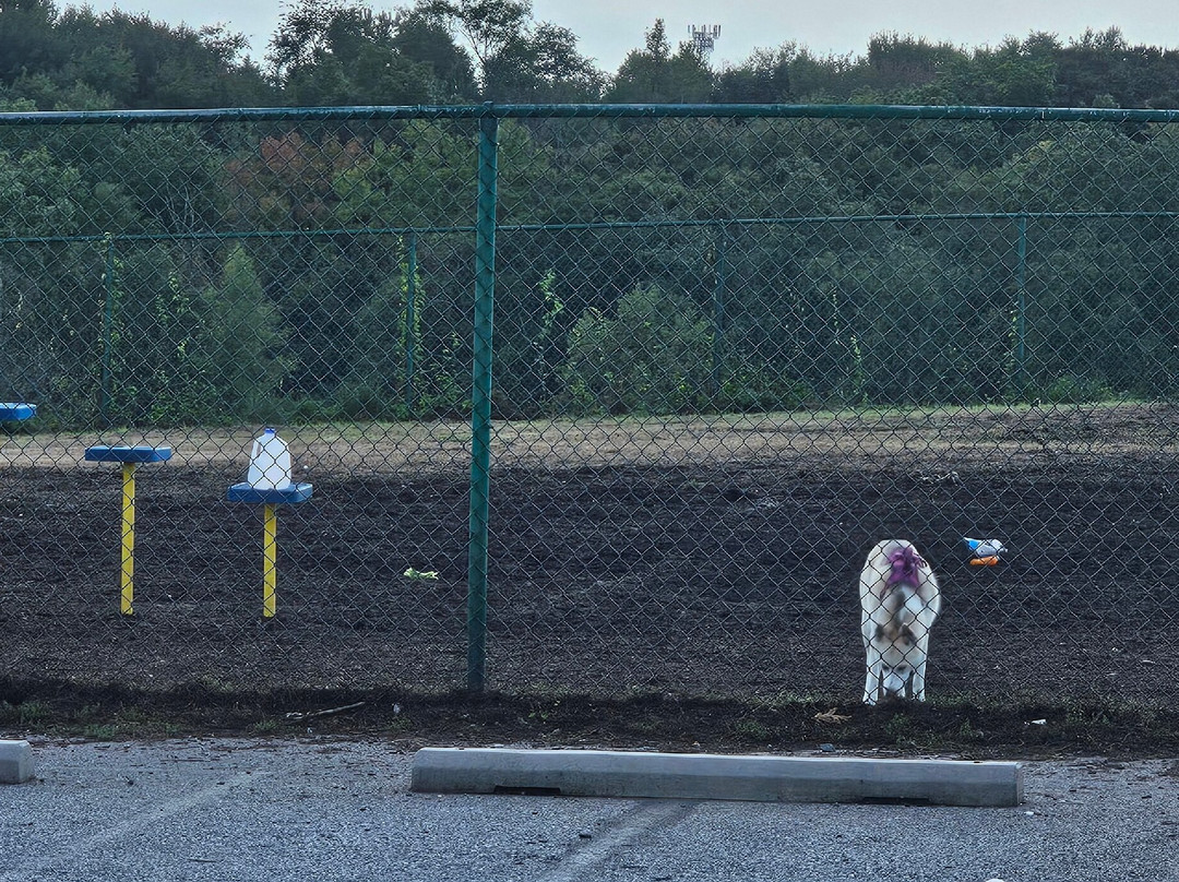 Abingdon Road Dog Park景点图片
