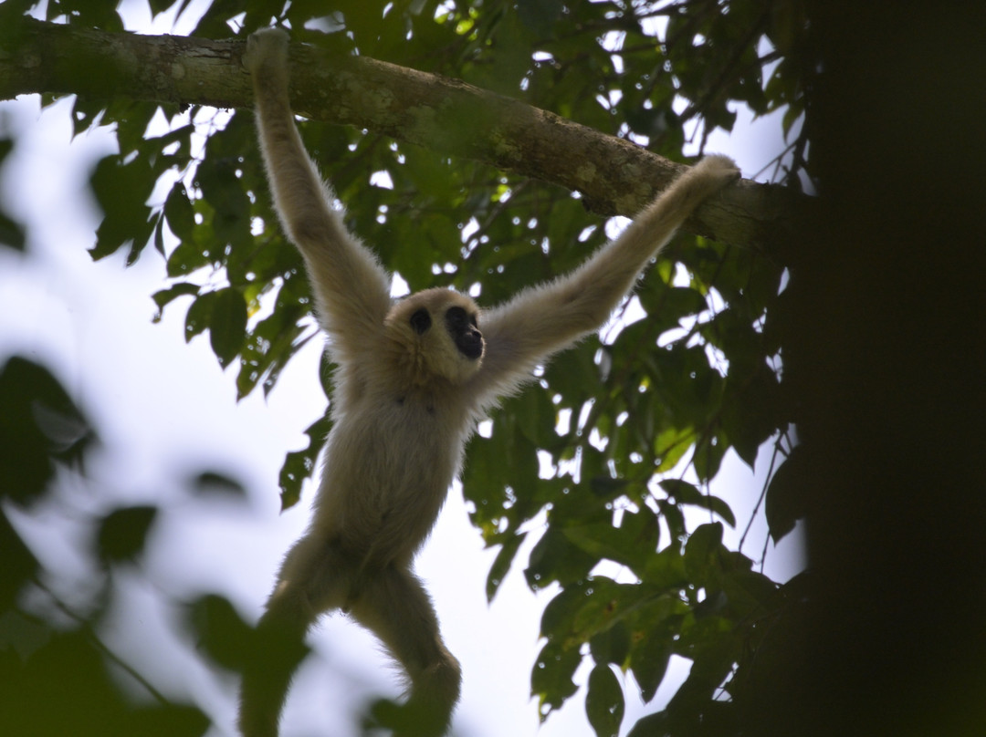 Khaoyai Jungle Tour and Photographer by Guide Jay景点图片